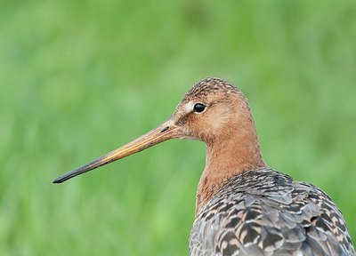 BUITEN BEELD Foto: 206570