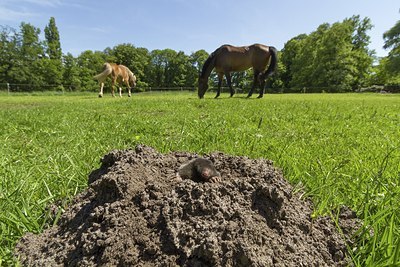 BUITEN BEELD Foto: 206618