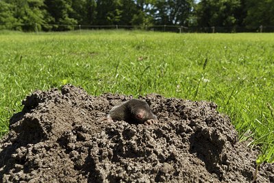 BUITEN BEELD Foto: 206620