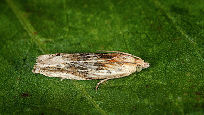 BUITEN BEELD Foto: 206652