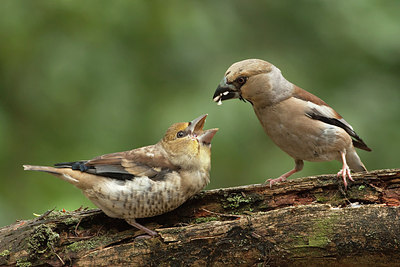 BUITEN BEELD Foto: 206750