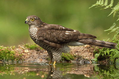 BUITEN BEELD Foto: 206778