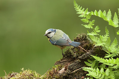 BUITEN BEELD Foto: 206779