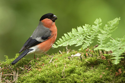 BUITEN BEELD Foto: 206780