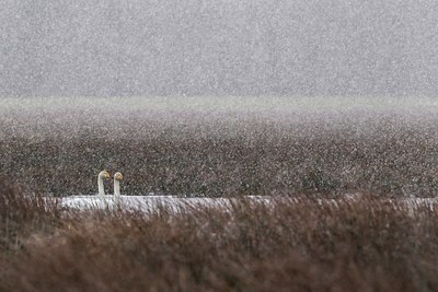 BUITEN BEELD Foto: 206784