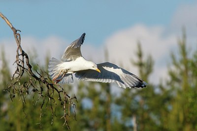 BUITEN BEELD Foto: 206823