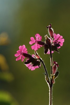BUITEN BEELD Foto: 206903