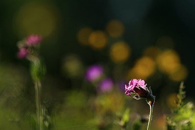 BUITEN BEELD Foto: 206905