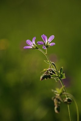 BUITEN BEELD Foto: 206908