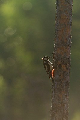 BUITEN BEELD Foto: 206915