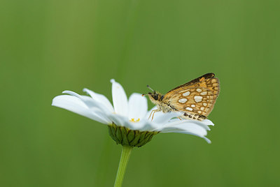 BUITEN BEELD Foto: 206967