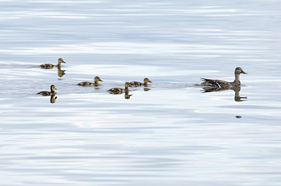 BUITEN BEELD Foto: 206976