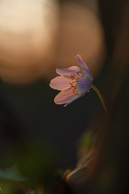 BUITEN BEELD Foto: 207009