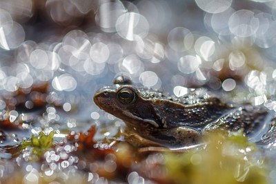 BUITEN BEELD Foto: 207017