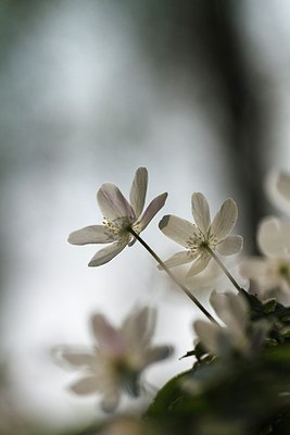 BUITEN BEELD Foto: 207048