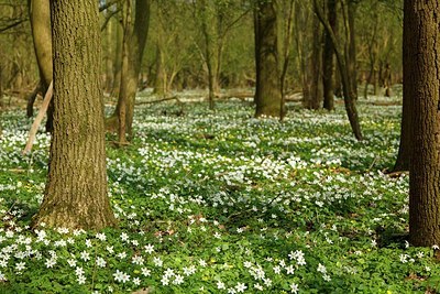 BUITEN BEELD Foto: 207055