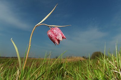 BUITEN BEELD Foto: 207060