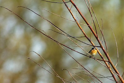 BUITEN BEELD Foto: 207065