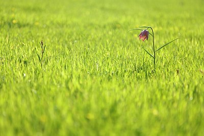 BUITEN BEELD Foto: 207072