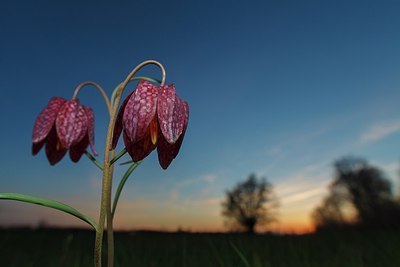 BUITEN BEELD Foto: 207087