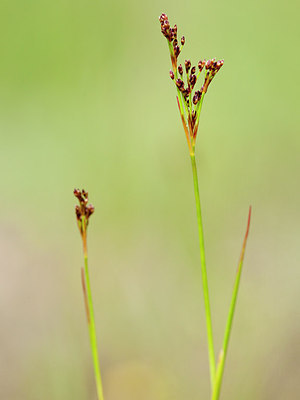 BUITEN BEELD Foto: 207115