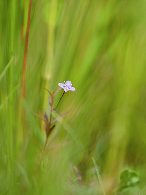 BUITEN BEELD Foto: 207118