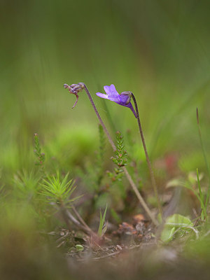 BUITEN BEELD Foto: 207122
