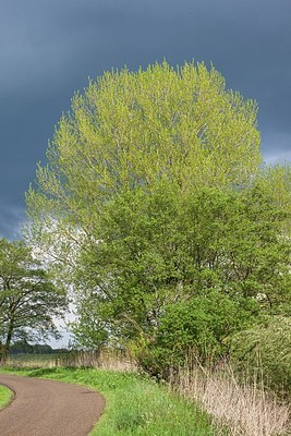 BUITEN BEELD Foto: 207144