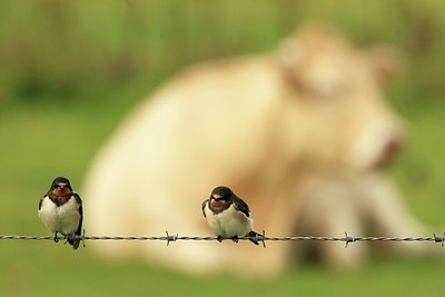 BUITEN BEELD Foto: 207172