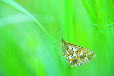 BUITEN BEELD Foto: 207209