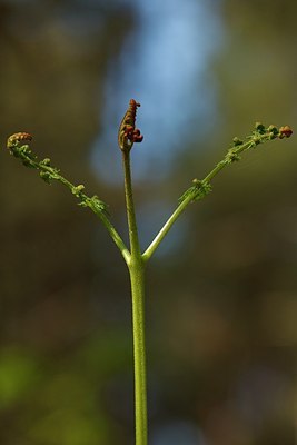 BUITEN BEELD Foto: 207289