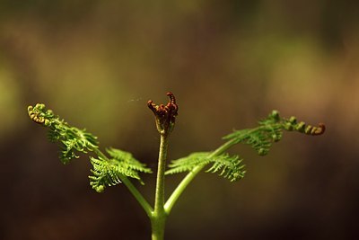 BUITEN BEELD Foto: 207292