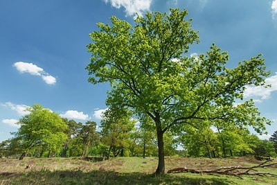 BUITEN BEELD Foto: 207311