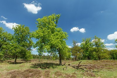 BUITEN BEELD Foto: 207312