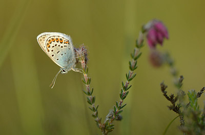 BUITEN BEELD Foto: 207341