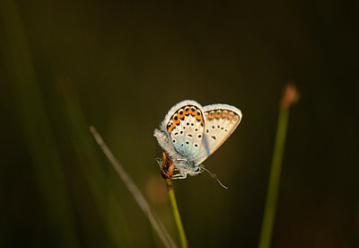 BUITEN BEELD Foto: 207344