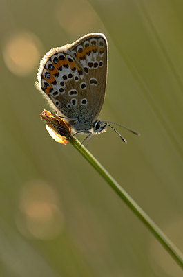 BUITEN BEELD Foto: 207345