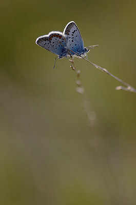 BUITEN BEELD Foto: 207347
