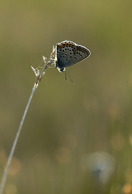 BUITEN BEELD Foto: 207348