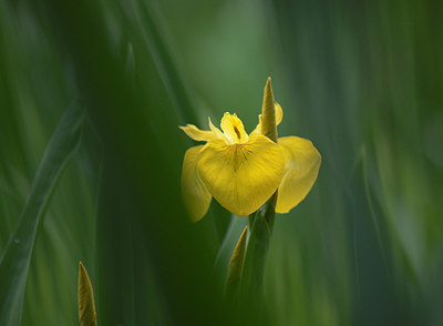 BUITEN BEELD Foto: 207351