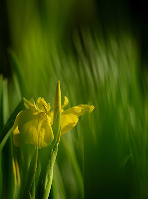 BUITEN BEELD Foto: 207354