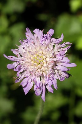 BUITEN BEELD Foto: 207367