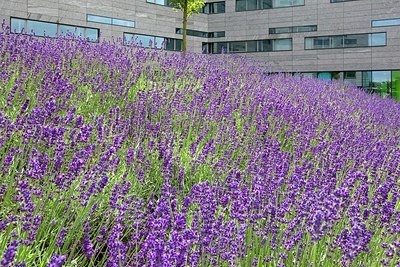 BUITEN BEELD Foto: 207426
