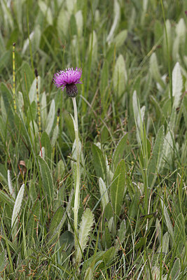 BUITEN BEELD Foto: 207651