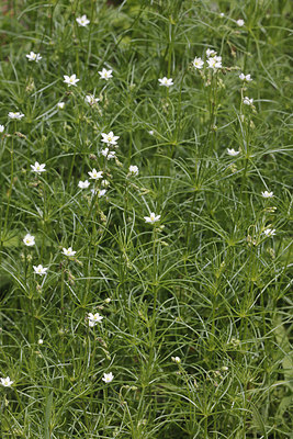 BUITEN BEELD Foto: 207658