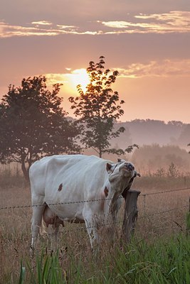 BUITEN BEELD Foto: 207734