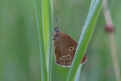 BUITEN BEELD Foto: 207748