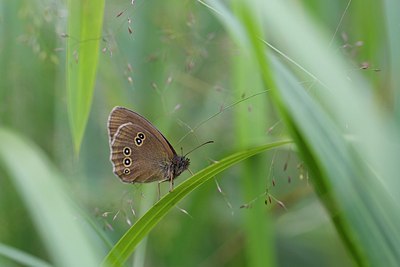 BUITEN BEELD Foto: 207755