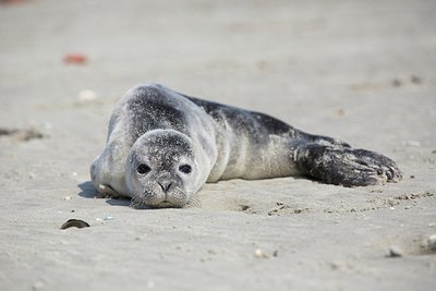 BUITEN BEELD Foto: 207758
