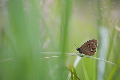 BUITEN BEELD Foto: 207760